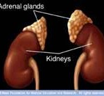 Kidney & Adrenal